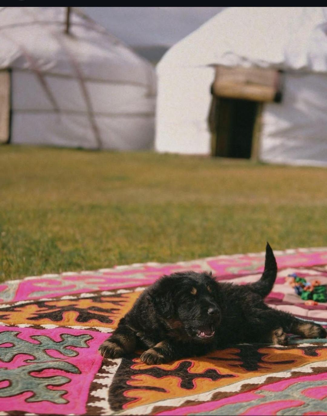 Hotel Zalkar Yurt Camp Song-Kul Exterior foto